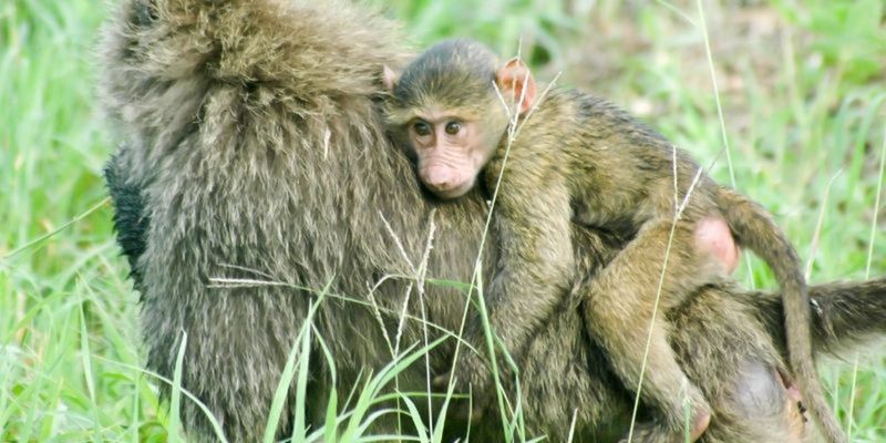 How the Study of Primates Can Help with Conservation | learndirect